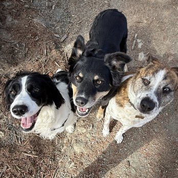 Happy Tails - Dog Walkers Near Me