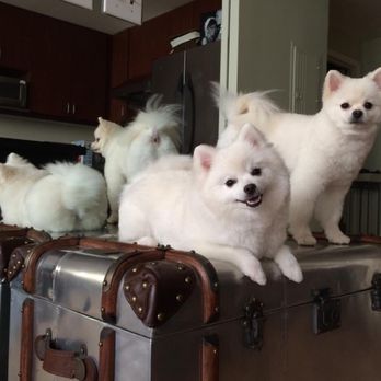 Coiffure - Lenisee & Dexter after a day at Coiffure Doggie Spa! - Pet Groomers Near Me - San Francisco, California