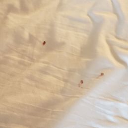 Blood on sheets that my friend and I slept on for 2 nights and just noticed it during morning of checkout Blood on sheets that my friend and I slept on for 2 nights and just noticed it during morning of checkout