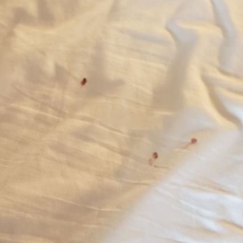 Best Western Plus Lower South End - Blood on sheets that my friend and I slept on for 2 nights and just noticed it during morning of checkout - Hotels Near Me - Charlotte, North Carolina Best Western Plus Lower South End - Blood on sheets that my friend and I slept on for 2 nights and just noticed it during morning of checkout - Hotels Near Me - Charlotte, North Carolina