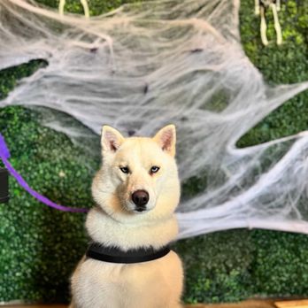 Zeus Barber Pets Spa - Pet Groomers Near Me - San Fernando, California