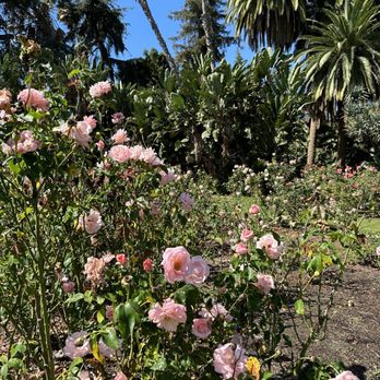 Exposition Park Rose Garden - Botanical Gardens Near Me - Los Angeles, California