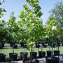 Permavista Trees