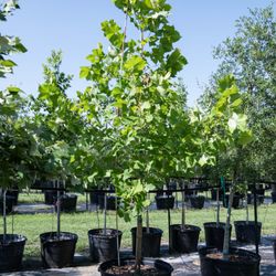 Permavista Trees
