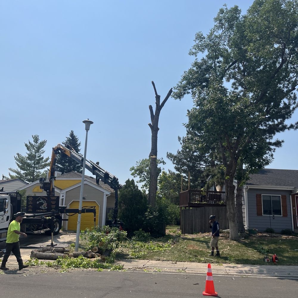 Limb Walkers Tree Service - The scorpion in action - Tree Services Near Me - Wheat Ridge, Colorado