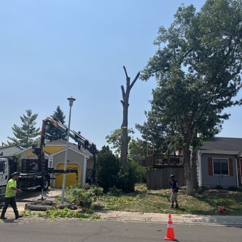 Limb Walkers Tree Service - The scorpion in action - Tree Services Near Me - Wheat Ridge, Colorado Limb Walkers Tree Service - The scorpion in action - Tree Services Near Me - Wheat Ridge, Colorado