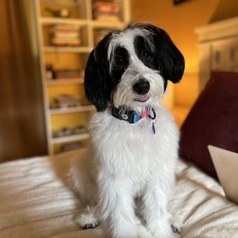 Lloyd's Paws & Claws Klassic Klips - Pet Groomers Near Me
