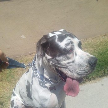 Live Love Pet Walking - Titus, The Great Dane!! - Dog Walkers Near Me Live Love Pet Walking - Titus, The Great Dane!! - Dog Walkers Near Me