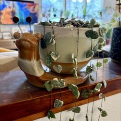Good Anya - Snail pot