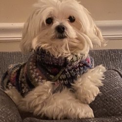 Pink Poodle Dog Boutique