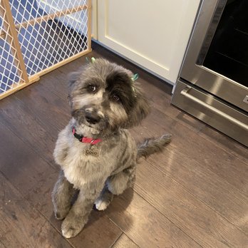 Lara's Doggy in the Window - Coco's new look - Pet Groomers Near Me - Long Beach, California