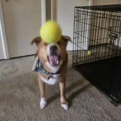 Whiskers Wags & Walks