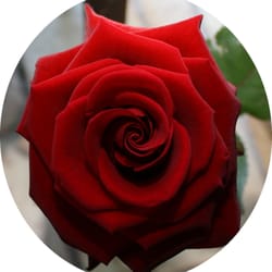 Blumengeschäft Dibbern - ..für meine Maus!