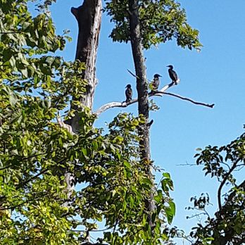 Windsor Locks Canal Trail State Park - They kinda look like vultures, but they're cormorants - Parks Near Me - Suffield, Connecticut Windsor Locks Canal Trail State Park - They kinda look like vultures, but they're cormorants - Parks Near Me - Suffield, Connecticut