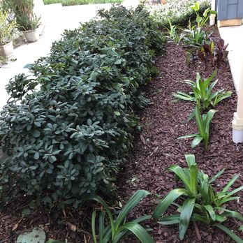 Chula Vista Lawn - Front yard - Landscaping Near Me
