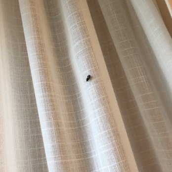 Hotel Corque - Another found on curtain next morning - Hotels Near Me - Solvang, California Hotel Corque - Another found on curtain next morning - Hotels Near Me - Solvang, California