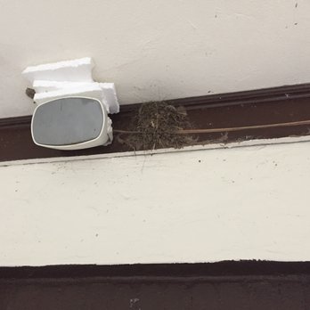 Echo Lake Park - Birds nest in the boathouse eaves - Parks Near Me - Mountainside, New Jersey