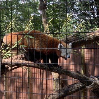 Mill Mountain Zoo - Nova, the red panda - Zoos Near Me - Roanoke, Virginia Mill Mountain Zoo - Nova, the red panda - Zoos Near Me - Roanoke, Virginia