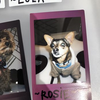 Lululemon Athletica - Rosie's picture on Lulu's dog wall. - Women's Clothing Near Me - Glendale, California Lululemon Athletica - Rosie's picture on Lulu's dog wall. - Women's Clothing Near Me - Glendale, California