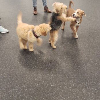 Karma Dog Training - Pet Training Near Me - Carrollton, Texas
