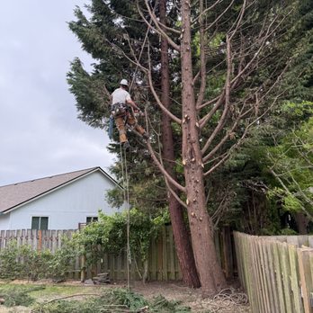 Rising Arbor Care - Thank you Rising Arbor Care - Tree Services Near Me - Hillsboro, Oregon Rising Arbor Care - Thank you Rising Arbor Care - Tree Services Near Me - Hillsboro, Oregon