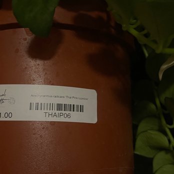 SarahCotta Plants - Prices are clear and I love the label has the name of the plant - Nurseries & Gardening Near Me - Glendale, California SarahCotta Plants - Prices are clear and I love the label has the name of the plant - Nurseries & Gardening Near Me - Glendale, California