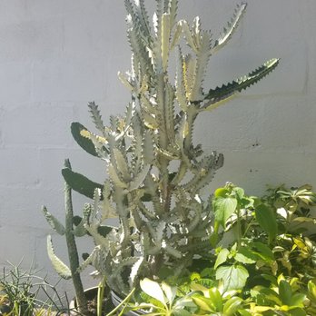 Fancy Free Nursery - Nurseries & Gardening Near Me - Tampa, Florida