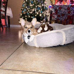 Prestige Animal Hospital North Fontana Giftly Beautiful Gift