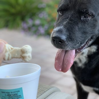 Fido's Kitchen - Stella enjoying a pupsicle after a long walk! - Pet Stores Near Me - Las Vegas, Nevada