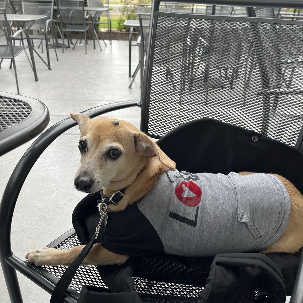 Union Pier Social - Pet friend patio - Desserts Near Me - Union Pier, Michigan