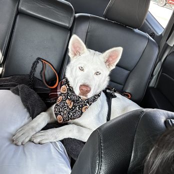 Murk Doggy - This is Snowball! - Pet Stores Near Me - La Habra, California Murk Doggy - This is Snowball! - Pet Stores Near Me - La Habra, California
