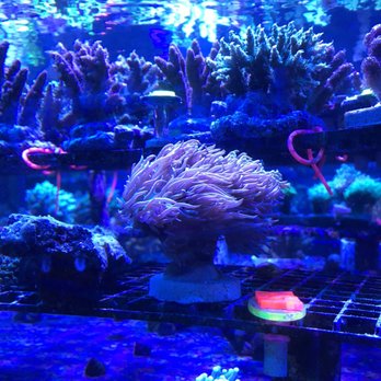 Ellis Aquatics - Local Fish Stores Near Me - Compton, California