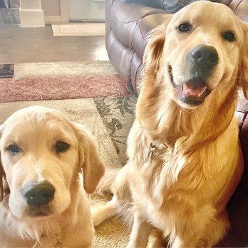 The Pet Sitting Company - Dog Walkers Near Me The Pet Sitting Company - Dog Walkers Near Me