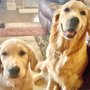 Photo of The Pet Sitting Company
