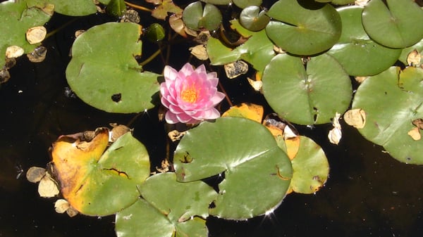 Idaho Botanical Garden by null