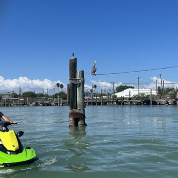 SPI Excursions - Pelican on a wire - Boat Tours Near Me - South Padre Island, Texas SPI Excursions - Pelican on a wire - Boat Tours Near Me - South Padre Island, Texas