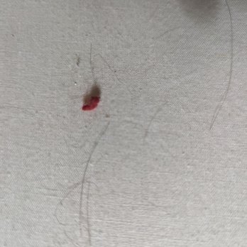 Comfort Inn & Suites Sikeston I-55 - Gross hair on the beds - Hotels Near Me - Sikeston, Missouri