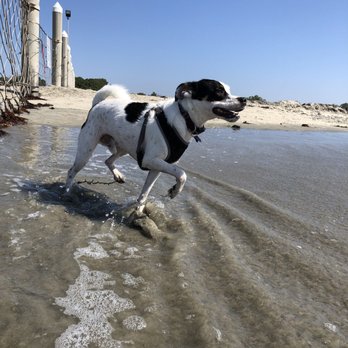 Coronado Dog Beach - Fence in between the naval base and dog beach. The holes are large enough for some dogs to sneak through. - Beaches Near Me - Coronado, California Coronado Dog Beach - Fence in between the naval base and dog beach. The holes are large enough for some dogs to sneak through. - Beaches Near Me - Coronado, California