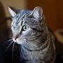 Meadowmont Animal Hospital