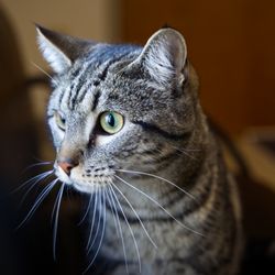 Meadowmont Animal Hospital - What a handsome boy sweet Griffin is :-)