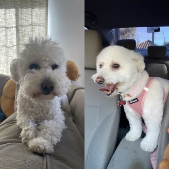 Luxe Pups - Ellie before & after - Pet Groomers Near Me - Chino, California