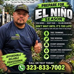 Inexpensive Tree Services - Unfortunately this is an event that potentially everyone will go through in Los Angeles. Please take care of your trees. Avoid an incident