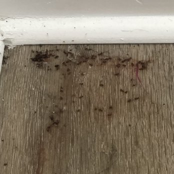 Sand 'N Sea Properties - Ants stuck to sticky liquid on floor - Property Management Near Me - Galveston, Texas