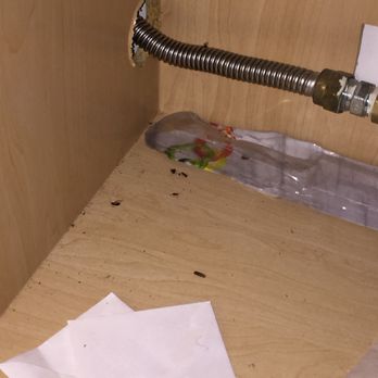 Hunter Properties - Roaches every day in every room. - Property Management Near Me - Chicago, Illinois