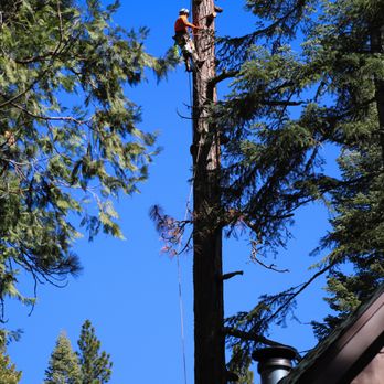 McKellar Tree Service & Logging - Tree Services Near Me - Penn Valley, California McKellar Tree Service & Logging - Tree Services Near Me - Penn Valley, California