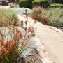 California NatureScaping