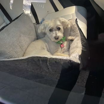 D's Pet Spa - A maltipoo - Pet Groomers Near Me