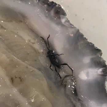 Flaming Buffet - BUG IN THE OYSTER - Buffets Near Me - Dallas, Texas Flaming Buffet - BUG IN THE OYSTER - Buffets Near Me - Dallas, Texas