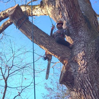 Thirty Pines Tree Care - Tree Services Near Me Thirty Pines Tree Care - Tree Services Near Me