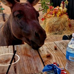 The Ironwood Cantina at Los Trece